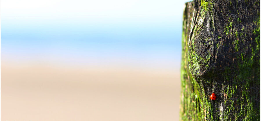 NGT : les Pays-Bas avancent, la France attend — mais pourquoi ?