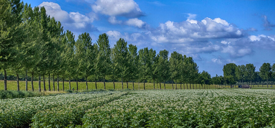 NGT : les Pays-Bas avancent, la France attend — mais pourquoi ?
