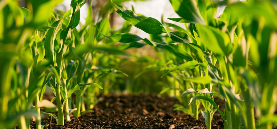 Pesticides et cancer : non, « chaque substance est sous le seuil autorisé » n’est pas une garantie de sécurité
